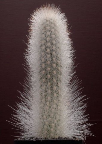 Trixanthocereus_blossfeldiorum